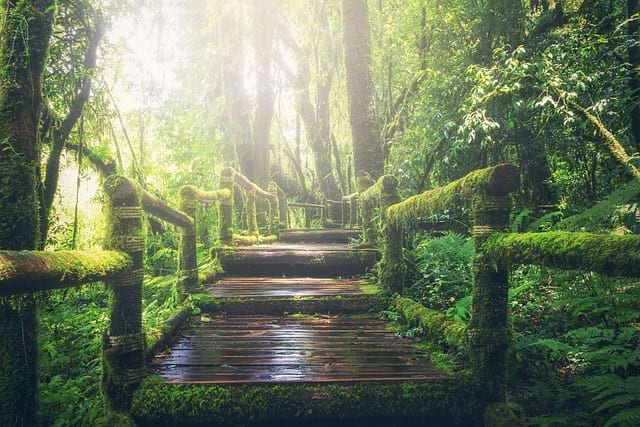 Picture of wooden steps in the tropical forest. Tackling complexity and running a long workshop such as Event Storming can be quite daunting from the outside. Step by Step facilitation instructions will make this smooth!