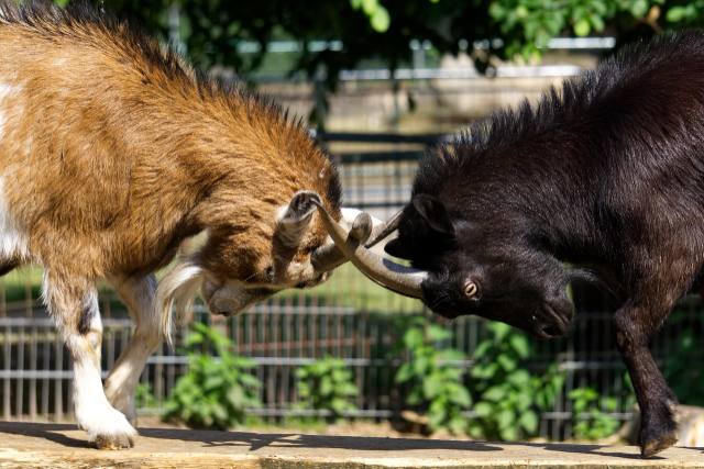 Two goats fighting to illustrate a typical useless fight.