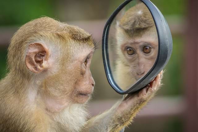 Photo of a monkey watching itself in a mirror. Now that you are good with Event Storming, you can apply it to your workflow!
